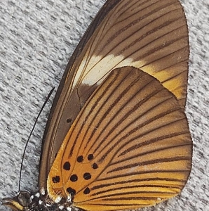 EBAY, very nice lot of pseudacraea