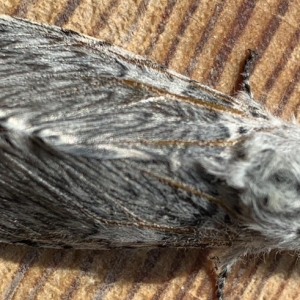 FOR SALE, Puss Moth Cerura vinula ova