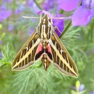 FOR SALE, WHITE LINED SPHINX MOTH CATERPILLARS
