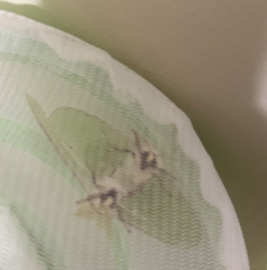 FOR SALE, Luna moth eggs