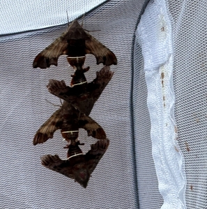 FOR SALE, Amphion floridensis eggs