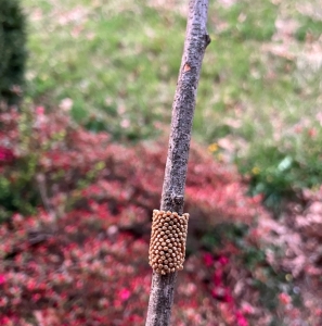 FOR SALE, Eastern buck moth (Hemileuca maia) eggs 