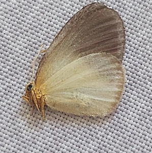 EBAY, rare ornipholidotos