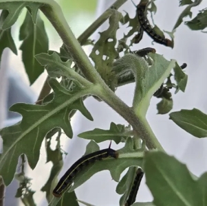 FOR SALE, WHITE LINED SPHINX MOTH CATERPILLARS L3