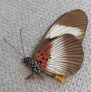 EBAY, rare pseudacraea