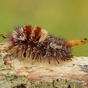 FOR SALE, Manto Tussock moth eggs