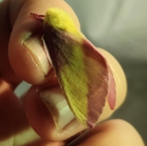 FOR SALE, Rosy Maple UPDATED 