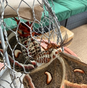 FOR SALE, Hyalophora cecropia eggs