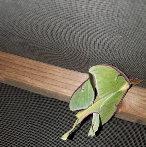 FOR SALE, Actias luna eggs- Wild NC stock