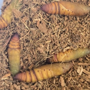 FOR SALE, WHITE LINED SPHINX MOTH PUPAE