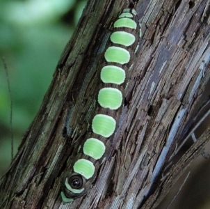 FOR SALE, Abbott's Sphinx eggs
