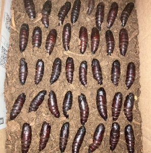 FOR SALE, Blinded sphinx moth Pupae 