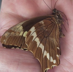 EBAY, rare papilio and graphium