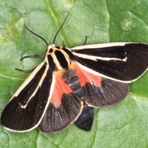 FOR SALE, Banded tiger moth eggs ( Wooly bear caterpillars )