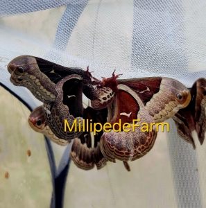 FOR SALE, callosamia promethea eggs $8/dz