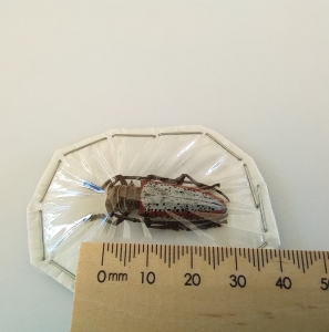 ANNOUNCEMENT, New insects added to my store Market Place
