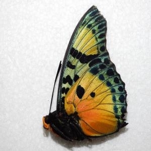 EBAY, rare charaxes jolybouyeri &amp; nobilis claudei