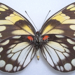 FOR SALE, DELIAS DIAPHANA  DIAPHANA x50 PAIRS A1