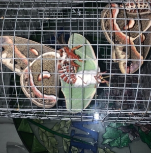 FOR SALE, LunaCropia!!! Cecropia Ova Available Now