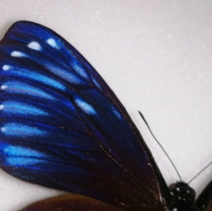 FOR SALE, CHILASA PARADOXA MALES DUO