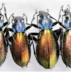 Chrysotribax hispanus , Ft de la Grésigne , France