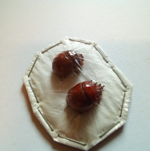 ANNOUNCEMENT, New insects listed my store Market Place