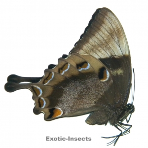 FOR SALE, Lepidoptera from Australia -EXOTIC-INSECTS-