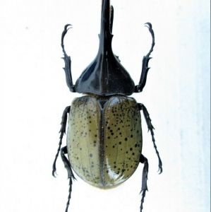 EBAY, Dynastes hercules hercules 103 mm DOMINICAN REP