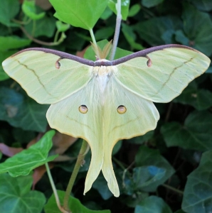 FOR SALE, Wild Automeris IO, Actias Luna, Polyphemus