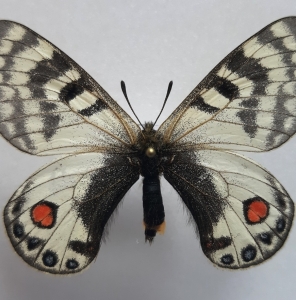 FOR SALE, PARNASSIUS STENOSEMUS NADIAE