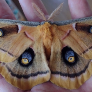 Lepidoptera for sale livestock