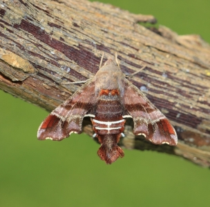 FOR SALE, Amphion floridensis pupae
