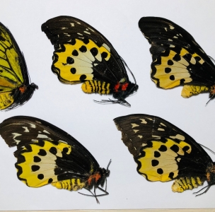 EBAY, MIX OF 5 ORNITHOPTERA CHIMAERA CHIMAERA ON EBAY