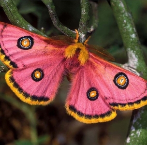 FOR SALE, SATURNIIDAE EOCHROA TRIMENII