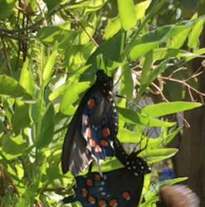 FOR SALE, Battus Philenor Swallowtail eggs (Pipevine)