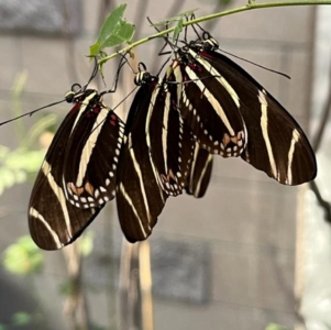 FOR SALE, Heliconius charithonia (Zebra Longwing)