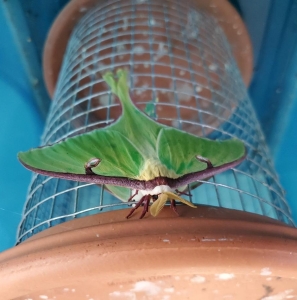 FOR SALE, Actias Luna Ova For Sale