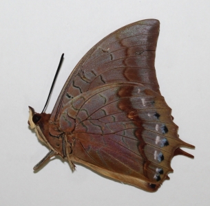 EBAY, Charaxes mars madensis