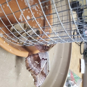 FOR SALE, Polyphemus ova for sale