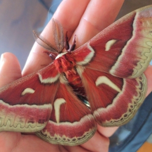 FOR SALE, Ceanothus Silkmoth Eggs