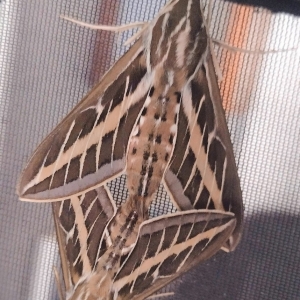 FOR SALE, White Lined Sphinx - HYLES LINEATA EGGS