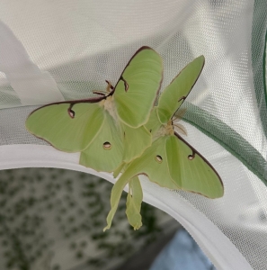 FOR EXCHANGE, Surplus Actias Luna Eggs 