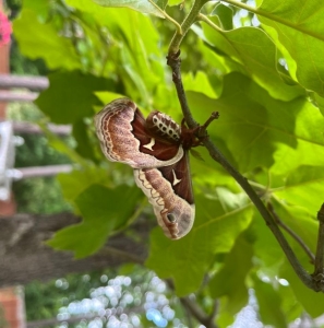 FOR SALE, Callosamia Promethea eggs