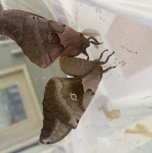 FOR SALE, Polyphemus moth eggs