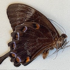 FOR SALE, Papilio orsippus rothschildianus