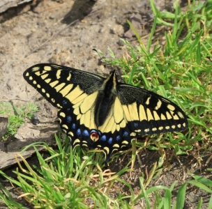 FOR SALE, Papilio zelicaon eggs