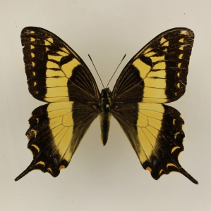 FOR SALE, Rare Papilionidae for Exchange or Sale