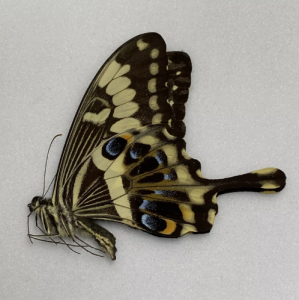 FOR SALE, Butterflies for sale from Uganda/Tanzania