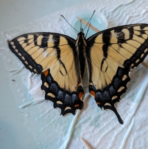 FOR SALE, SOLD glaucus (eastern tiger swallowtail) eggs