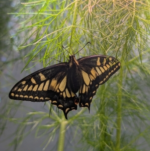 FOR SALE, SOLD Papilio zelicaon eggs